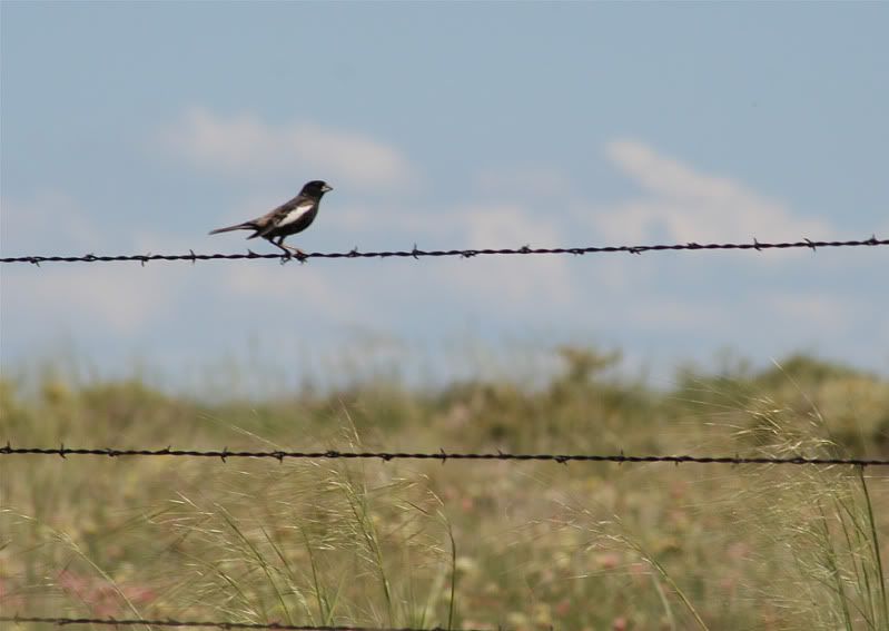 Lark Bunting Pictures, Images and Photos