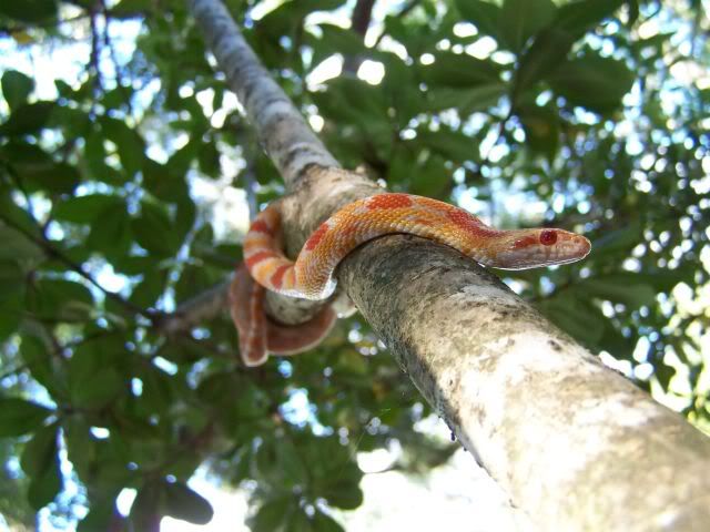 100_2985.jpg