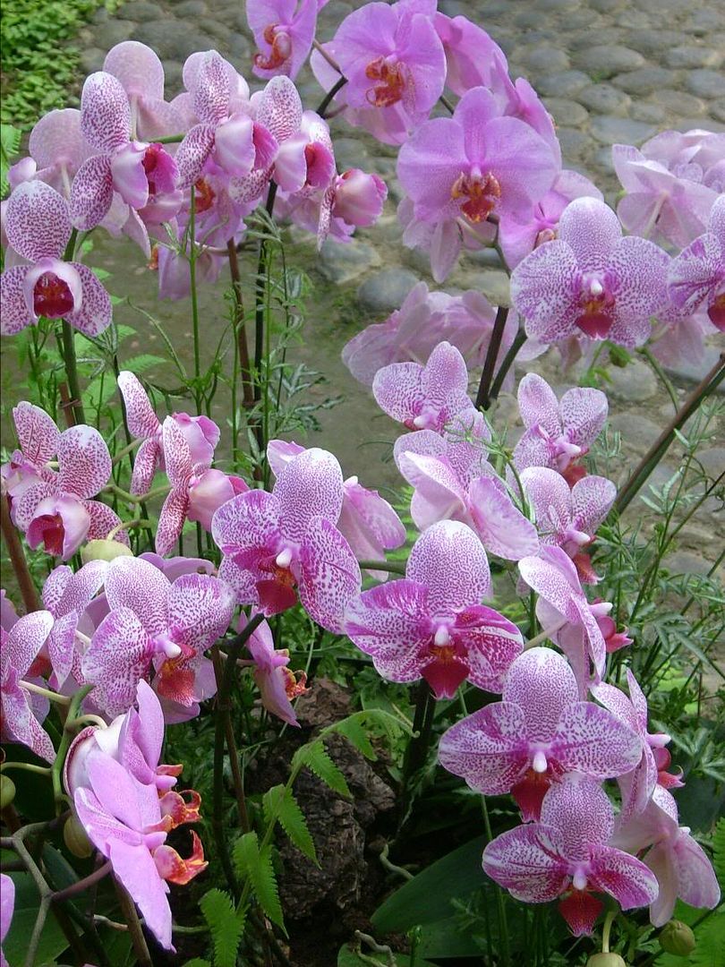 Orchideen im Balinesischen Garten Pictures, Images and Photos