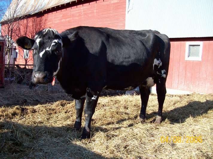 A Dual-Purpose Breed - Cattle