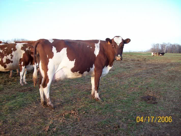 Ayrshire cow pic - Cattle