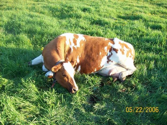 A milk Fever Case - Cattle