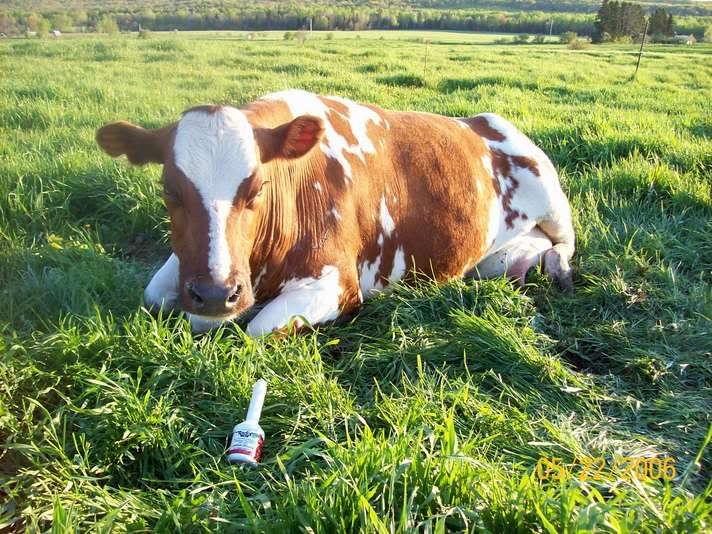 A milk Fever Case - Cattle