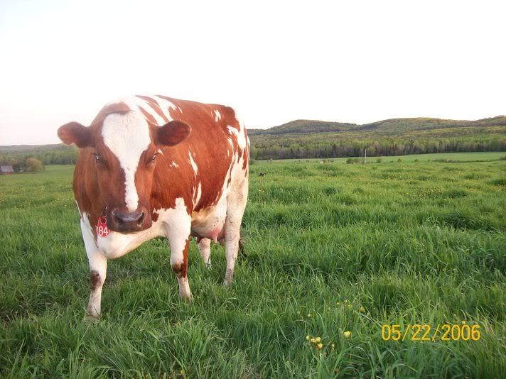 A milk Fever Case - Cattle