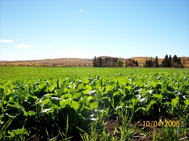 Pasture Forages - Cattle