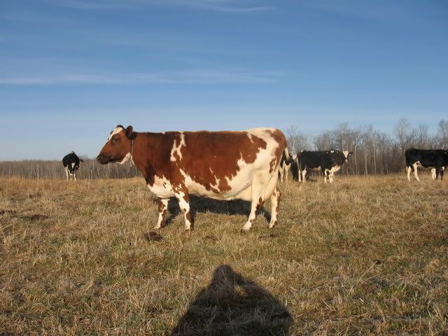 Expected but rather sad news from our vet.... - Cattle