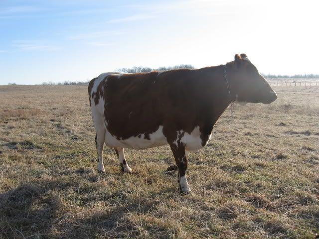 A milk Fever Case - Cattle