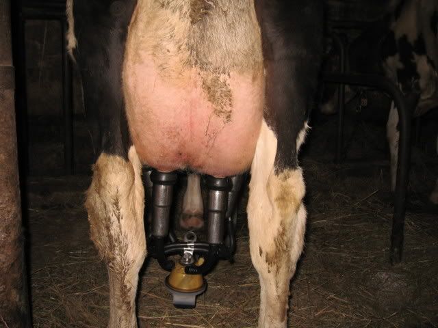 Twice a day? - Cattle