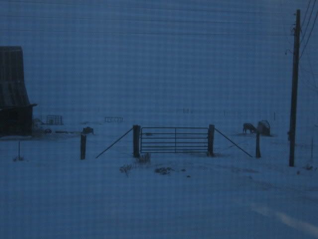 This is why I love Normandes - Cattle