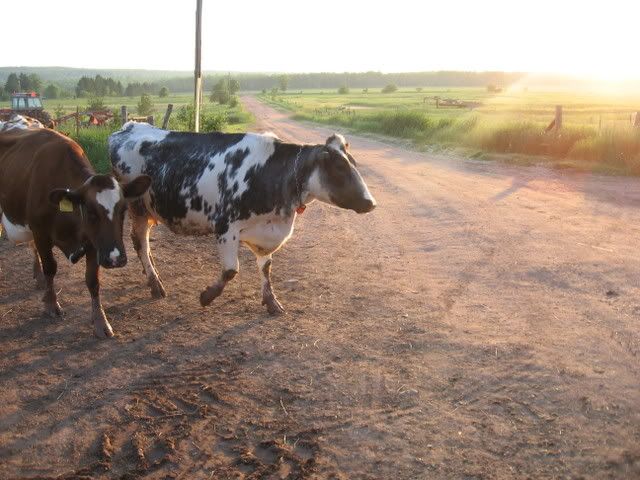 Went a little crazy! - Cattle
