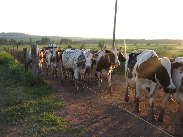 Went a little crazy! - Cattle