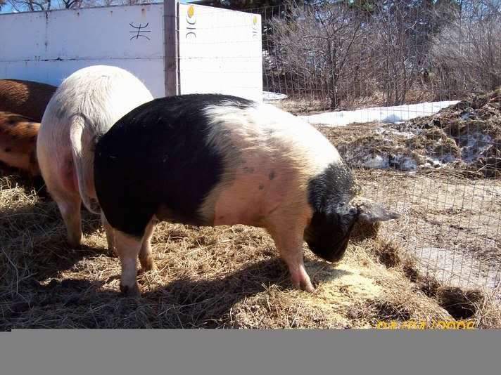 AI for my girls? - Pigs