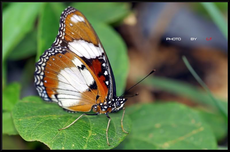 Photo Sharing and Video Hosting at Photobucket