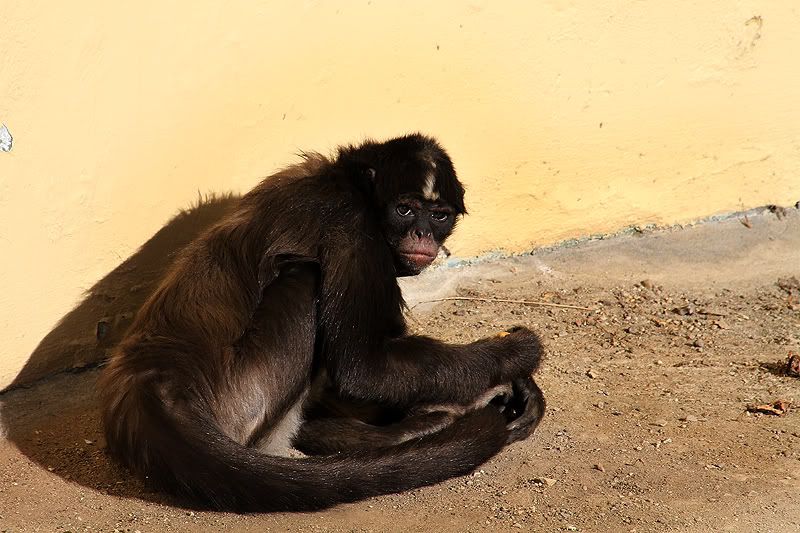 IMAGE: http://i58.photobucket.com/albums/g254/nameofgod/zoo/IMG_1280.jpg