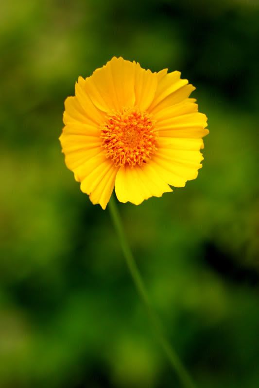 IMAGE: http://i58.photobucket.com/albums/g255/desmondmason/2-3.jpg