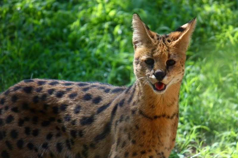 IMAGE: http://i58.photobucket.com/albums/g255/desmondmason/IMG_6050.jpg