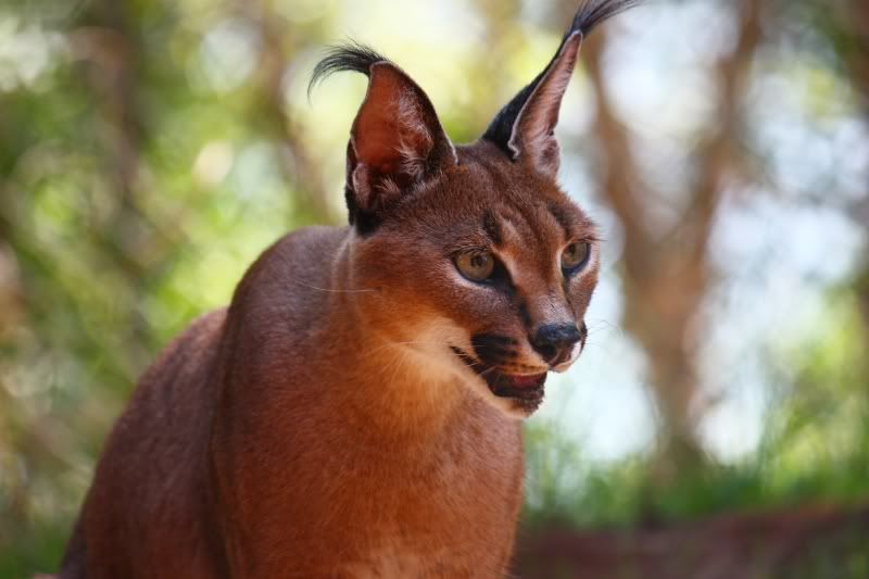 IMAGE: http://i58.photobucket.com/albums/g255/desmondmason/IMG_6070.jpg