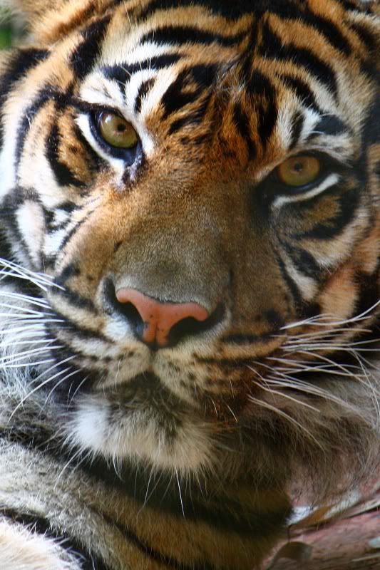 IMAGE: http://i58.photobucket.com/albums/g255/desmondmason/IMG_6118-Copy.jpg