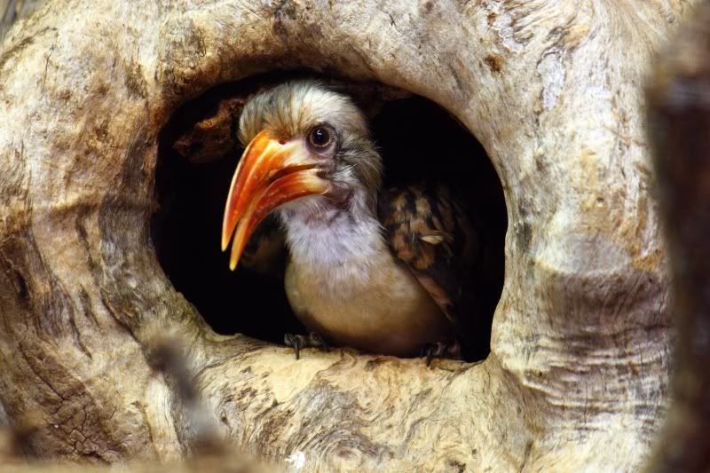 IMAGE: http://i58.photobucket.com/albums/g255/desmondmason/IMG_6186.jpg