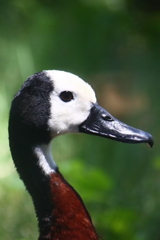 IMAGE: http://i58.photobucket.com/albums/g255/desmondmason/IMG_6215.jpg