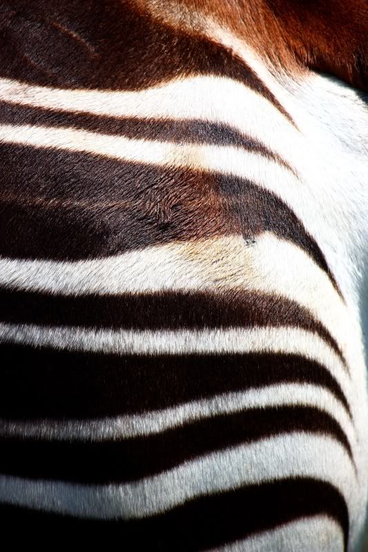 IMAGE: http://i58.photobucket.com/albums/g255/desmondmason/IMG_6346.jpg