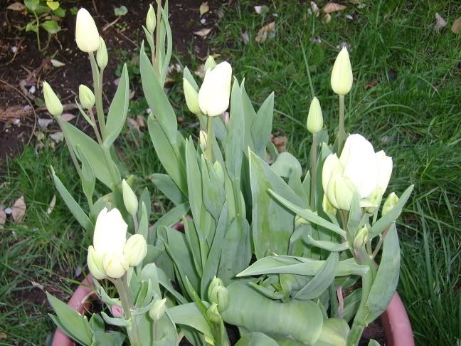 tulipaniepranzopasquale017.jpg
