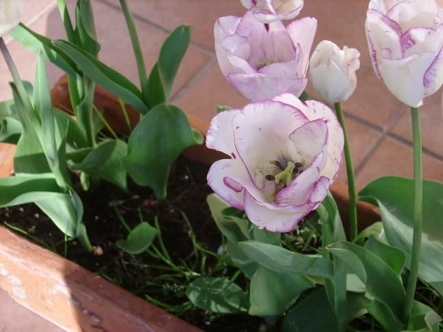 tulipaniepranzopasquale025.jpg