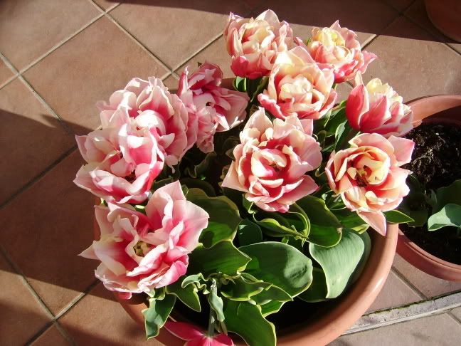 tulipaniepranzopasquale045.jpg