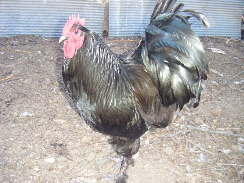 Black Langshan Cockerel