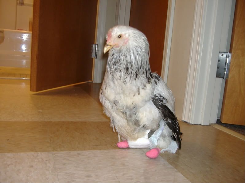Disabled chicken BackYard Chickens Learn How to Raise Chickens