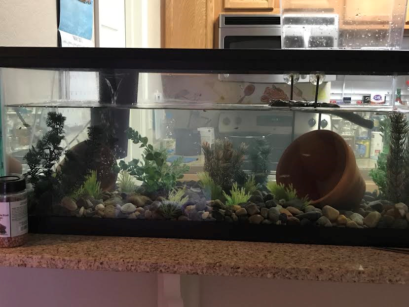 Razorback Musk Turtle Tank Sand & Silt Turtle Forum