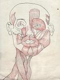 MusclesStudy.jpg Muscle Study image by SnowRabbitmck