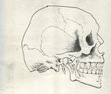 StudyProfile.jpg Skull Study Profile image by SnowRabbitmck