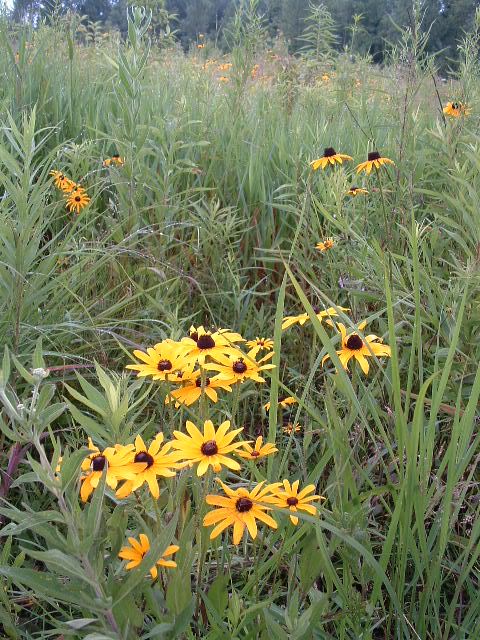 Black Eye Susans in a tall grass prairie