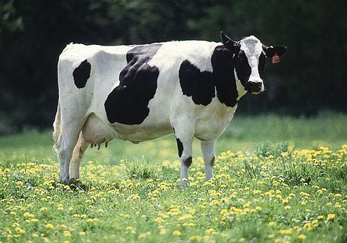 HolsteinCow.jpg