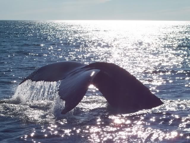 Whale2.jpg