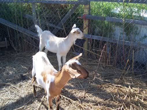 Pics of our girls - Goats