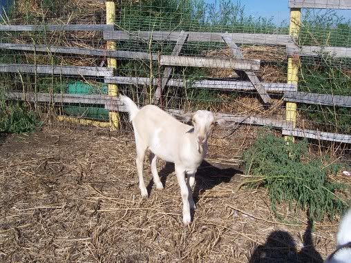 Pics of our girls - Goats