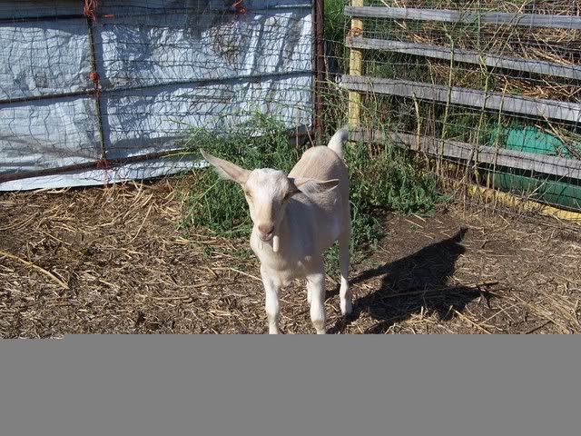 Can you guess the breed? - Goats