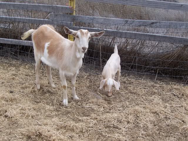 Can you guess the breed? - Goats