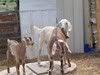 Let's see your (human) kids & goat pics! - Goats