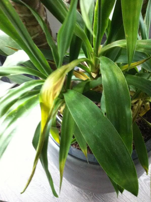Yucca plant gele bladeren – halve parasol Yucca gele bladeren