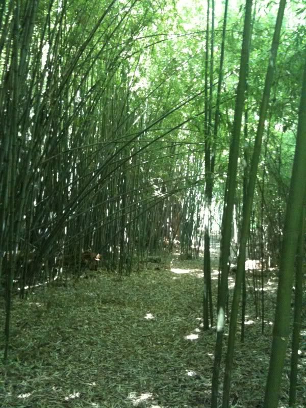 BambooForest3.jpg