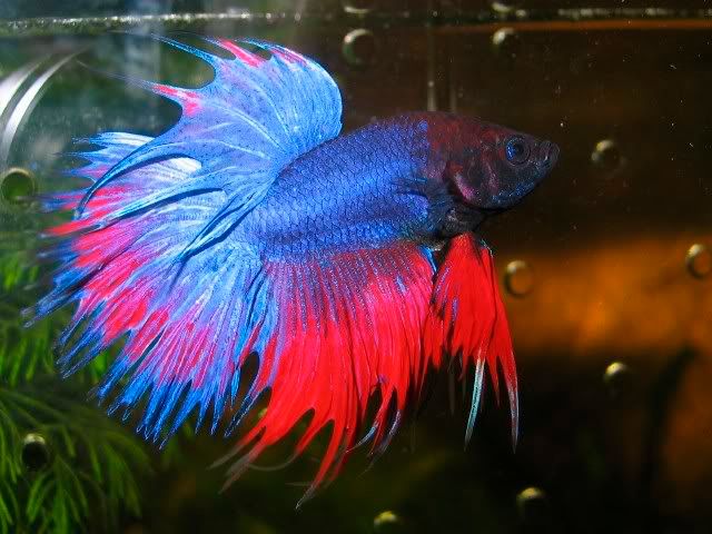 Betta_Macho_1.jpg Mister_Betta image by javiercopi