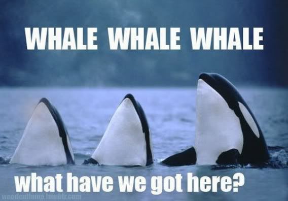 [Image: whale.jpg]