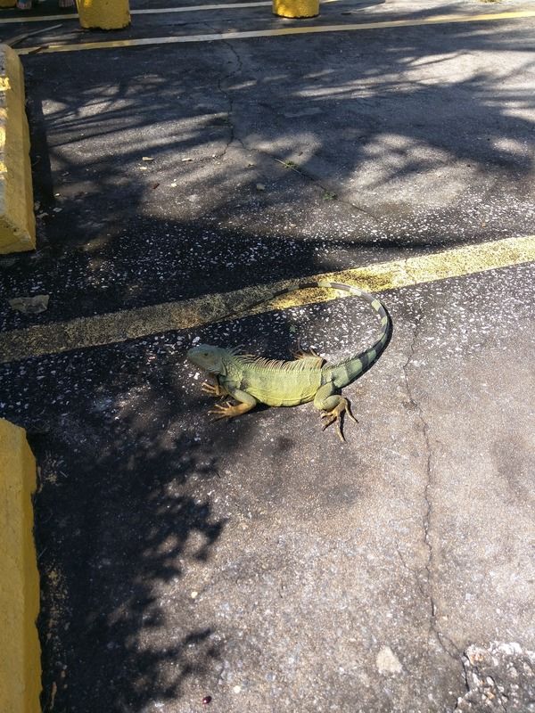 [Image: IMG_20160109_102911_zpsd0obyfta.jpg]