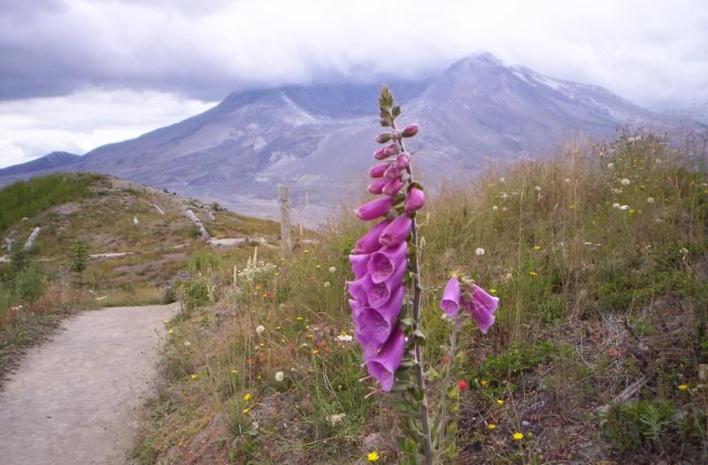 [Image: 100_0598.jpg]