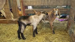 Iam Done! kiddy pix - Goats