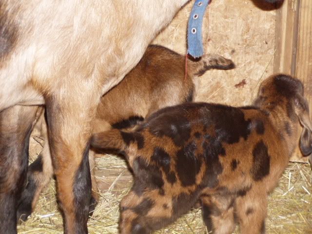 Look what I got! WILD - Goats