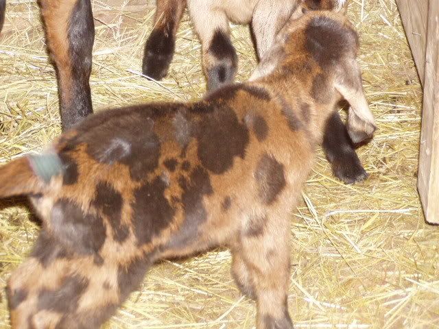 Look what I got! WILD - Goats